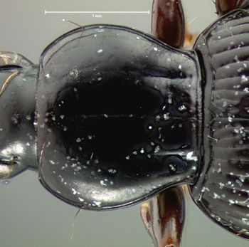 Media type: image;   Entomology 34426 Aspect: pronotum dorsal
